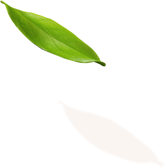 leaf 1 1